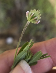 Trifolium bifidum