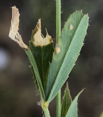 Trifolium bifidum