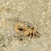 Danarma leptomerus - Photo (c) Crabs' Promenade カニの散歩道, vissa rättigheter förbehållna (CC BY-NC), uppladdad av Crabs' Promenade カニの散歩道