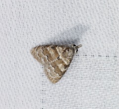 Nola bifascialis