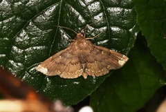 Adrapsa quadrilinealis