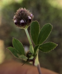 Trifolium albopurpureum