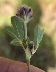 Trifolium albopurpureum