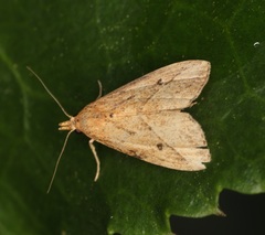Luceria striata
