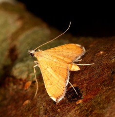 Mabra nigriscripta