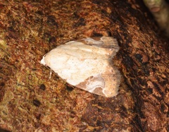 Pseudeustrotia semialba