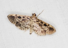 Rhimphaliodes macrostigma
