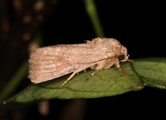 Spodoptera pecten