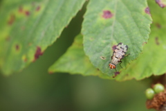 Otitinae