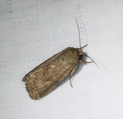 Spodoptera pecten