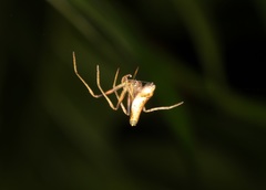 Cyphalonotus