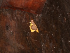 Prooedema inscisalis