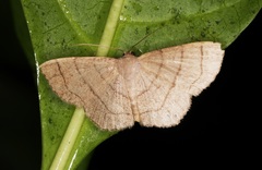 Scopula mecysma