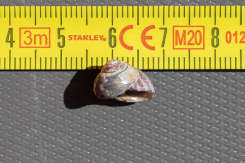 Purple Topshell