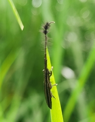 Eucomatocera vittata