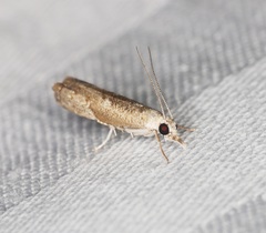 Culladia hastiferalis