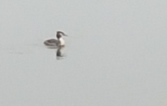 Podiceps cristatus