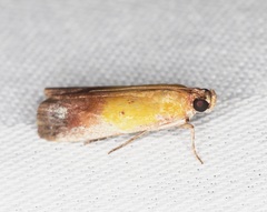 Piesmopoda semilutea