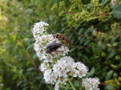 Brachyleptura