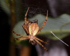 Argiope perforata