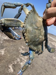 Callinectes sapidus