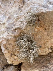 Roccella phycopsis