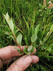 Salix foetida