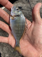 Sparus auratus