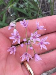 Allium drummondii
