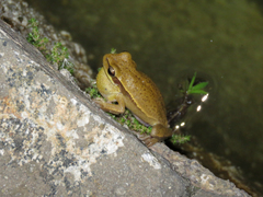 Boana prasina