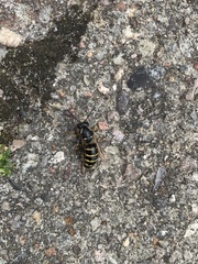 Dolichovespula media