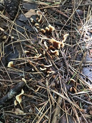 Spathulariopsis velutipes