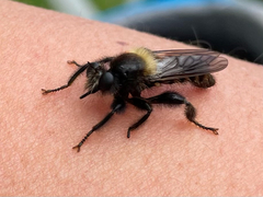 Laphria ephippium