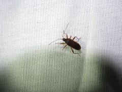 Balboa ampliata