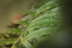 Endelus cupido