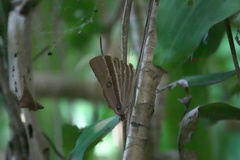 Amathusia phidippus