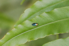 Endelus cupido