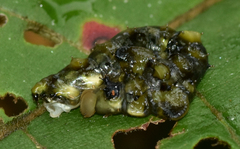 Oxytenis modestia