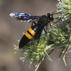 Stizoides tridentatus