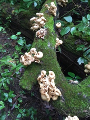 Pleurotus citrinopileatus