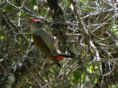 Chloropicus spodocephalus