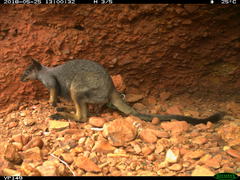 Rothschild's Rock-Wallaby photo 3