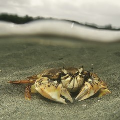 Matuta victor