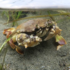 Matuta victor