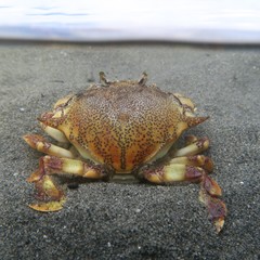 Matuta victor