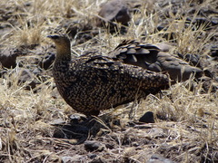 Pterocles gutturalis
