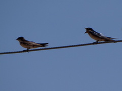 Hirundo aethiopica