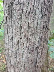 Gymnocladus dioicus