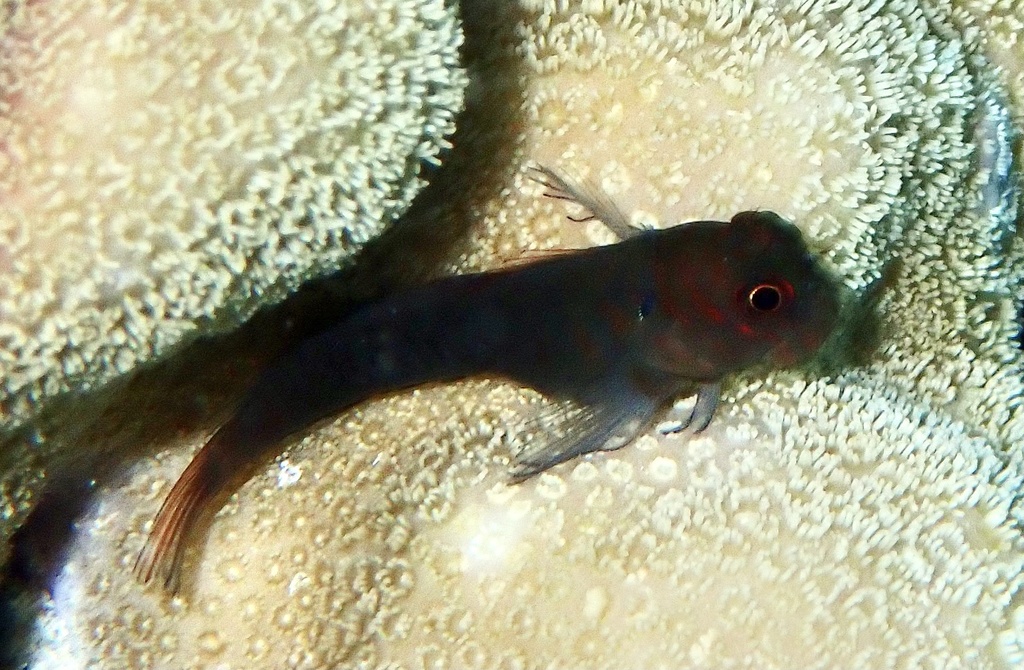 Chestnut blenny
