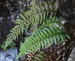 Polystichum falcinellum